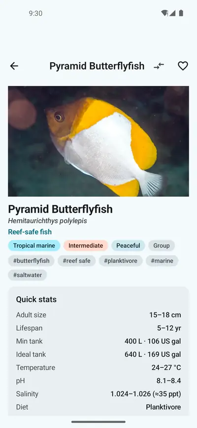 Profile of the Pyramid Butterflyfish with a photo, reef-safe and intermediate labels, and quick stats for size, lifespan, minimum tank, temperature, pH, salinity and diet